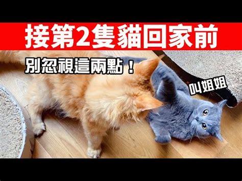 後悔養第二隻貓|養貓後「最常跟貓咪說的一句話？」一票飼主曝經驗談